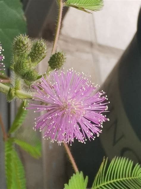 10種不吉利的花